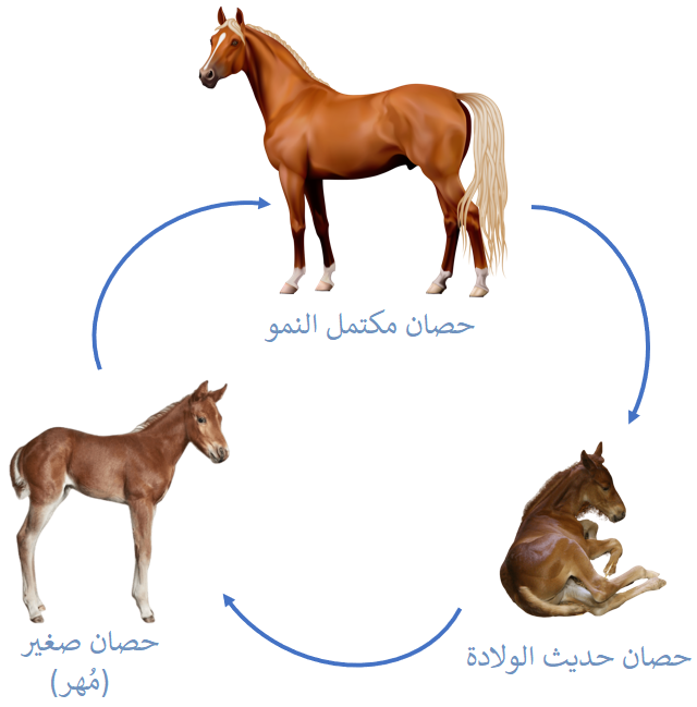 دورة حياة الحصان